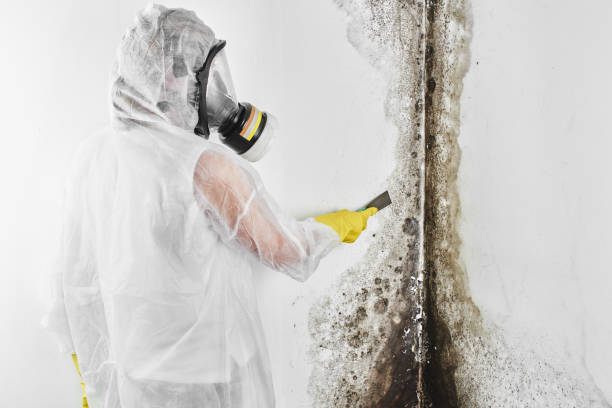 Best Professional Mold Removal  in Meade, KS