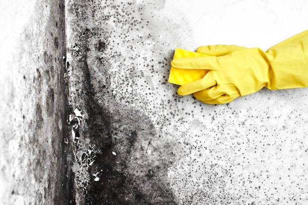 Best Local Mold Removal Service  in Meade, KS