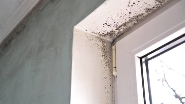 Professional Mold Removal in Meade, KS