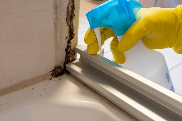 Certified Mold Removal in Meade, KS