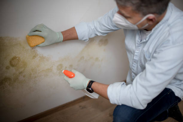 Best Home Mold Removal  in Meade, KS