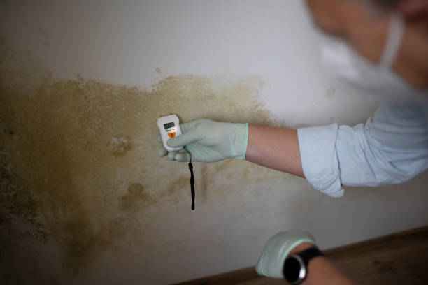 Best Crawl Space Mold Removal  in Meade, KS