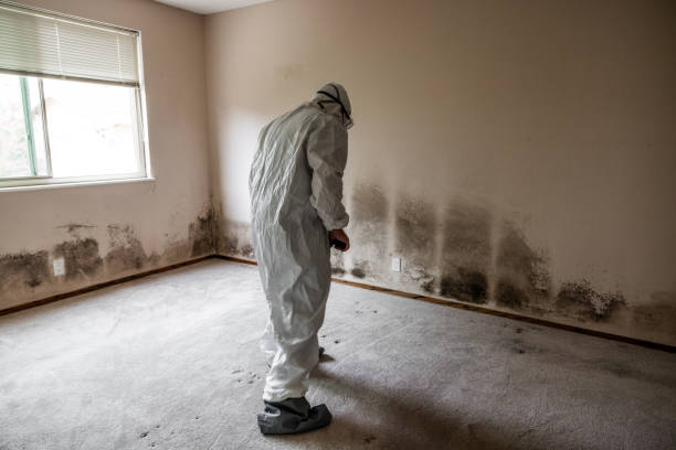 Best Mold Remediation  in Meade, KS