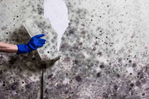Trusted Meade, KS Mold Removal Experts