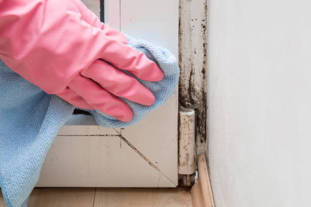 Office Mold Removal Services in Meade, KS